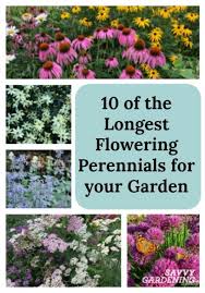 Grow burpee's perennials ideal for full or partial sun. 10 Of The Longest Flowering Perennials For Your Garden