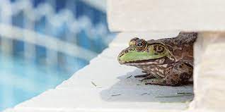 12 Ways To Keep Frogs Out Of Your Pool