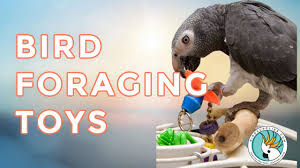 foraging toys for larger parrots