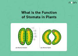 what is the functions of stomata in plants