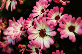 hd desktop wallpaper flowers flower