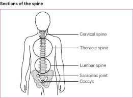 It is large, flat and triangular in shape originating from large parts of the lumbar region and lower thorax to insert on the humerus through a narrow tendon. Back Pain Causes Exercises Treatments Versus Arthritis