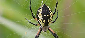 spider guide on nature magazine