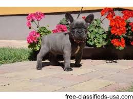 Petland aurora has french bulldog puppies for sale! Gffg Akc French Bulldog Puppies For Sale Animals Seattle Washington Announcement 43184