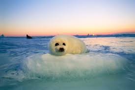 baby harp seals being drowned crushed