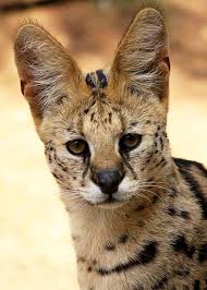 Read this list of risks before considering a serval as a pet. Serval Cat Animal Facts Encyclopedia