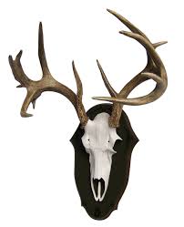 Black Forest Antler Mounting Plaque By