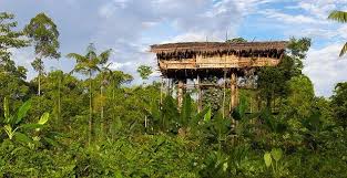 15 rainforest facts national