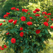 Buy Roses For Zone 7 Gardens Breck S