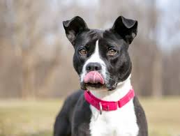 why do dogs smack their lips 9 reasons
