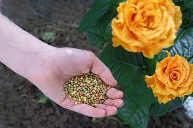 rose fertilizer for healthy blooms