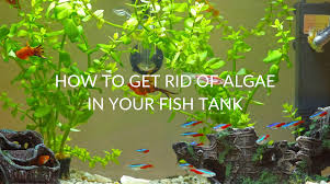 algae in your fish tank