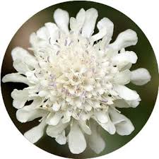 48 types of white flowers proflowers