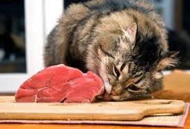 While cats can enjoy a diet proportionately higher in saturated fats without any negative effects such as heart disease, access to. Can Cats Eat Deli Meat What You Should Know Faqcats Com