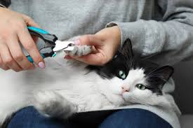 how to safely trim cat nails a step