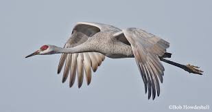 Image result for sandhill crane