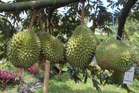 Lahan tanam yang dipilih yang memiliki jenis tanah subur. Cara Menanam Durian Musang King Artikel Pertanian Terbaru Berita Pertanian Terbaru