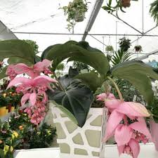 La bouvardia o buvardia è una pianta di origine messicana che produce fiori profumati nella stagione autunnale, da ottobre a dicembre. Piante Da Interno Scopriamo Le Piante Piu Belle E Facili 3 Consilgi Nel 2021