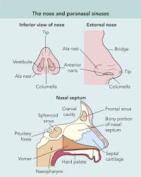 ear nose throat and mouth