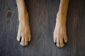 dog nail split vertically how to fix
