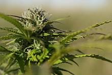 My sativa strain list contains sativa dominant hybrid strains and even some pure sativa strains that pack a punch. Cannabis Drug Wikipedia