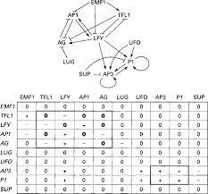 Gene Regulatory Network An Overview