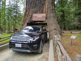 a redwoods road trip it s not just the