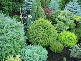 awesome conifer garden ideas conifers