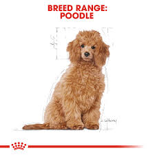 royal canin poodle puppy welpenfutter