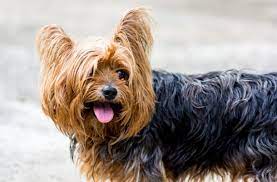 how much food should a yorkie eat per