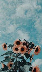 Clouds Sunflower Aesthetic Wallpapers ...