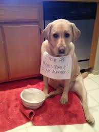 I Ate My Mom's Pasta!! | Dog shaming, Cute funny dogs, Lab dogs