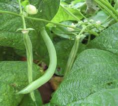 green beans how to grow it