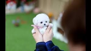 white teacup poodle puppies for