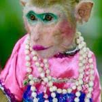 monkey makeup meme generator flip