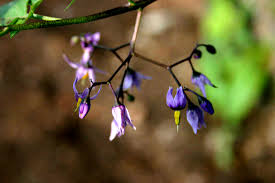 Violet Blue Purple Wildflowers New Jersey Nj Wildflowers And More