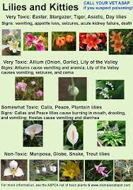 In severe cases, ingesting a tiger lily can lead to kidney failure and death. Lilies And Cats Public Service Announcement Siamese Cat Spot Lily Plants Day Lilies Toxic Plants For Cats