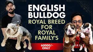 royal bulldog dogs
