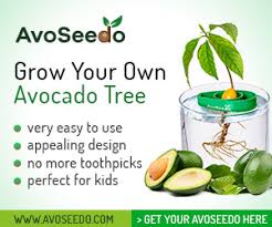 avocado tea 7 health benefits of the