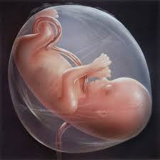 Image result for embryo