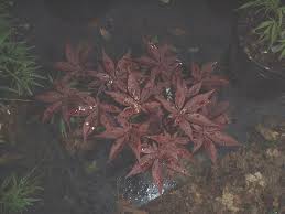 Irohamomiji, イロハモミジ, or momiji, 紅葉), is a species of woody plant native to japan. Acer Palmatum Emperor I Ubc Botanical Garden Forums