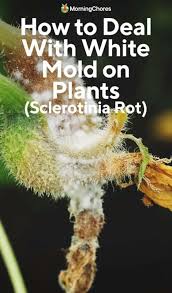 white mold on plants how to identify