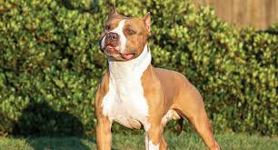 Our staffordshire bull terrier puppies are carefully selected and are bred by reputable breeders, who live up to our high standards. Staffordshire Bull Terrier Dog Breed Profile Petfinder