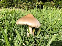 Why Do I Have Mushrooms In My Lawn