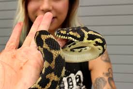 pythons outback reptiles