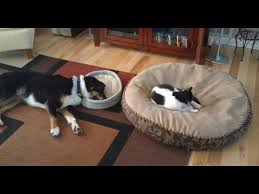 Recently, miss kitty, the jonas' cat, seemed to constantly be getting up to mischief. Dog Tries To Reclaim Her Bed After Cat Stole It Youtube