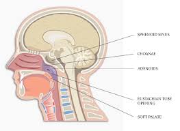anatomy and physiology of nasopharynx