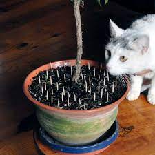 Take care mixing cats, houseplants | The Spokesman-Review