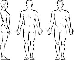 Human Body Outlines Lonnroth Info