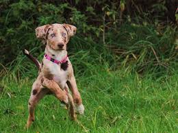 Resultado de imagen para Perro leopardo Catahoula